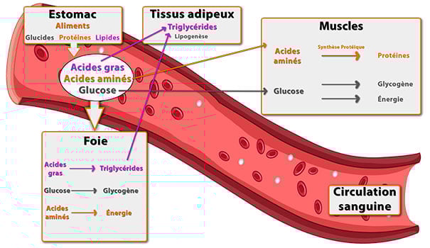 schéma métabolisme corps