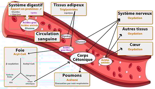 schéma de mobilisation des graisses pendant le régime hyperprotéiné